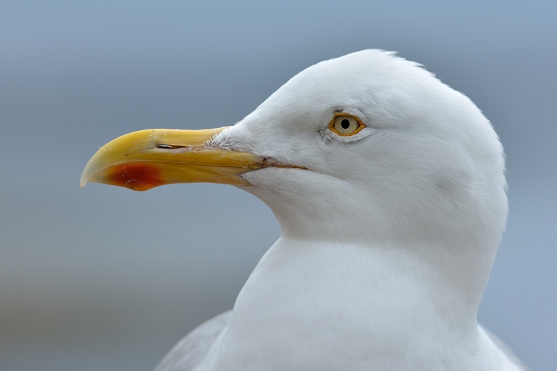 European herring gull (Larus argentatus)